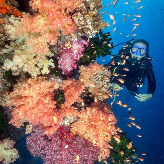 A person snorkels under water.